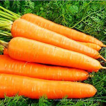 Fresh Carrot Organic Carrot High Quality From China